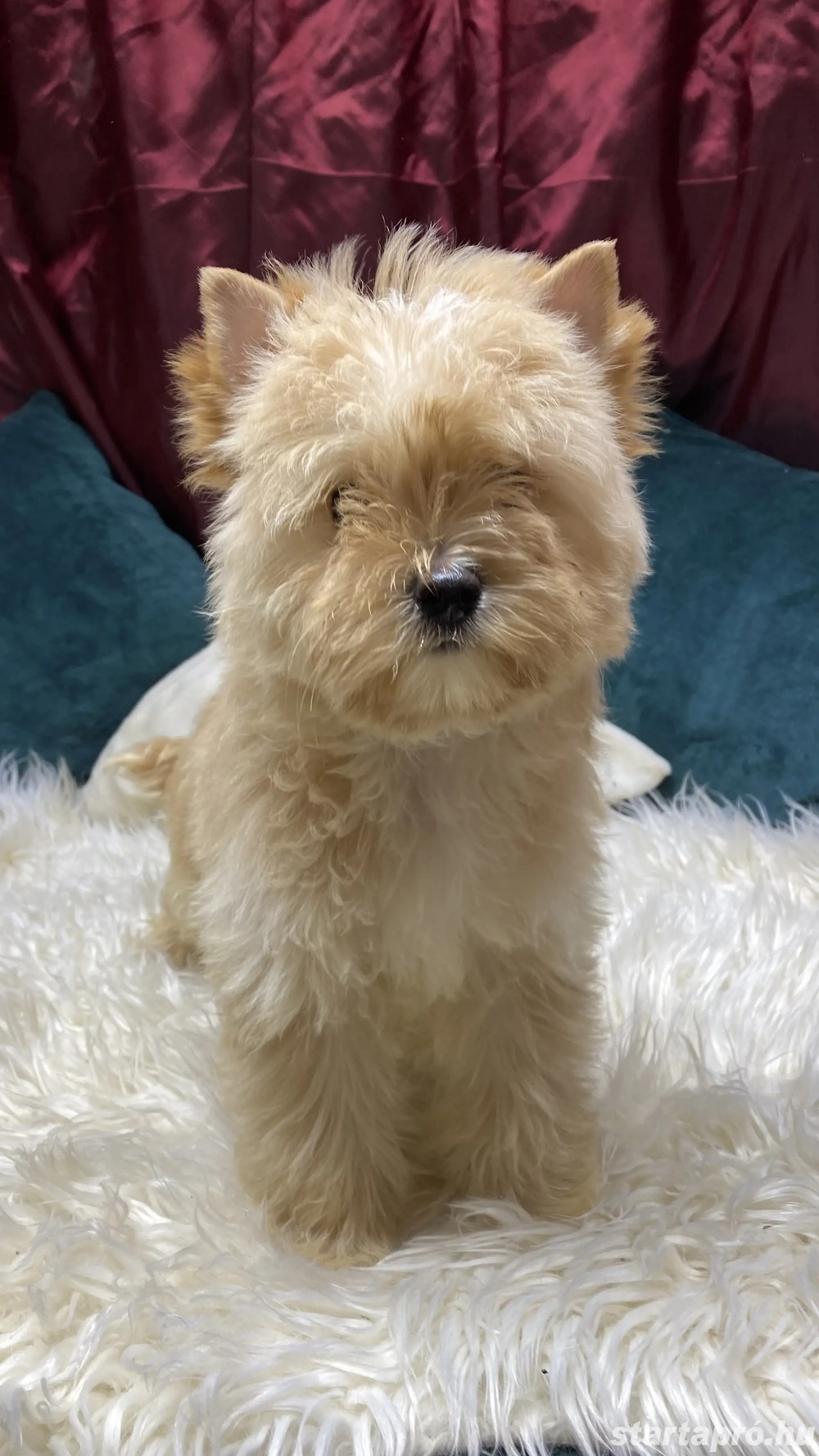 Golddust Yorkshire Terrier kiskutya eladó