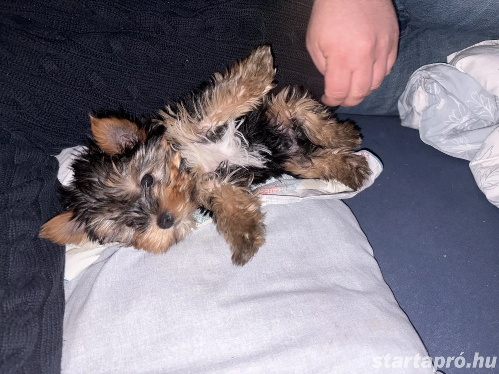 Yorki kölyök 12 hetes kan 