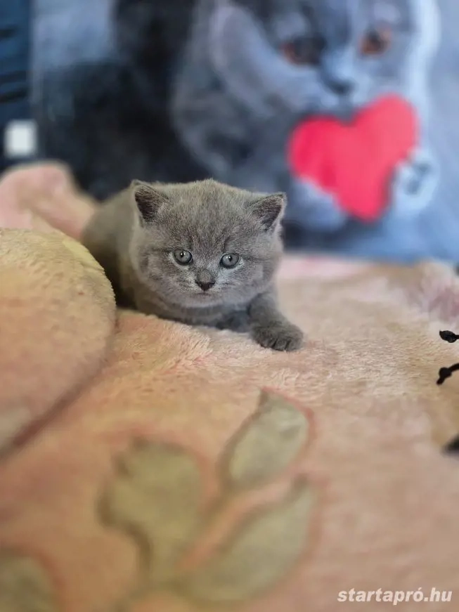 Brit kék rövid szörű gyönyörű kiscicák szerető gazdikat keresnek!