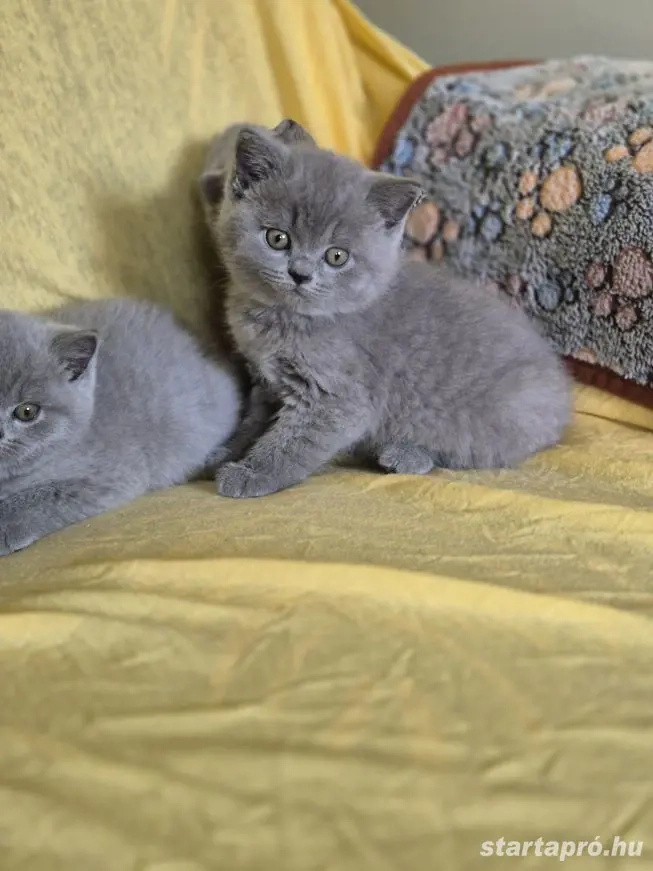 Brit kék rövidszőrű gyönyörű cicusaink hamarosan elvihetők lesznek!
