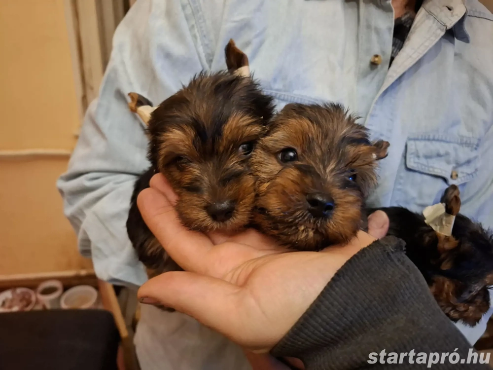 Eladó Yorkshire Terrier kiskutyusok.