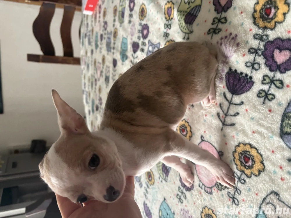 csivava kislány költözhet