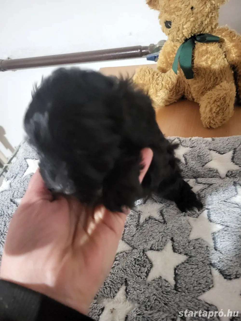 Bichon Havanase Kislány