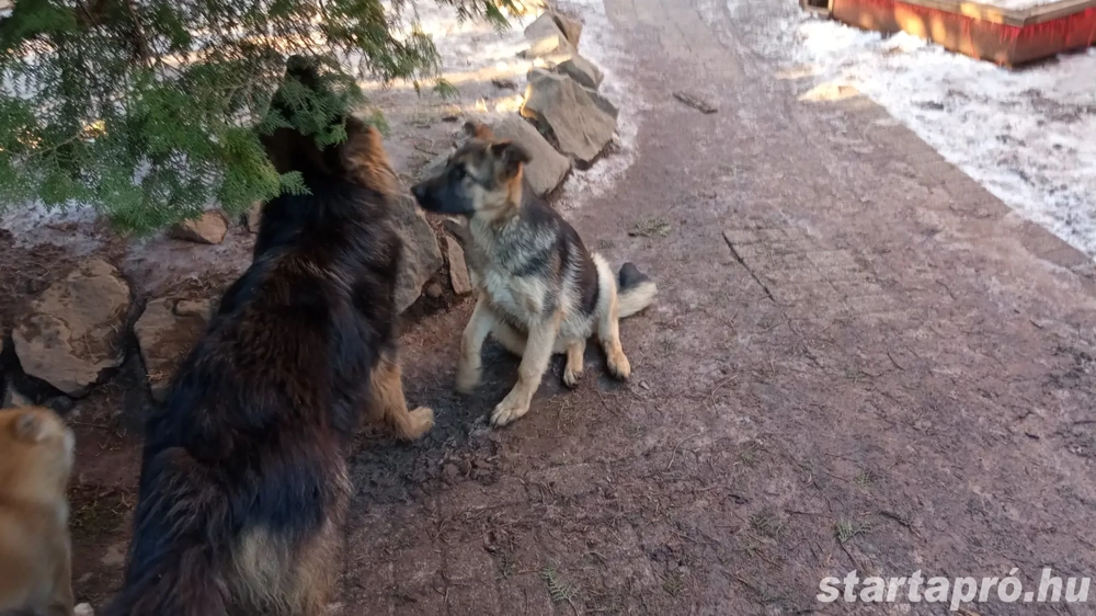 Németjuhász jellegű kiskutya