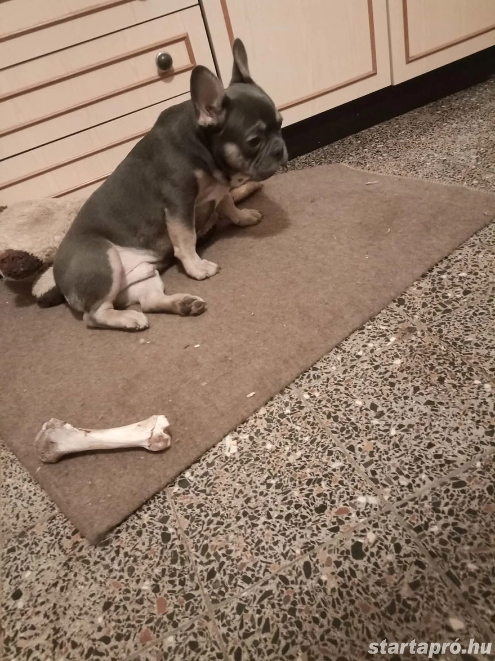 Francia bulldog jellegű kiskutya