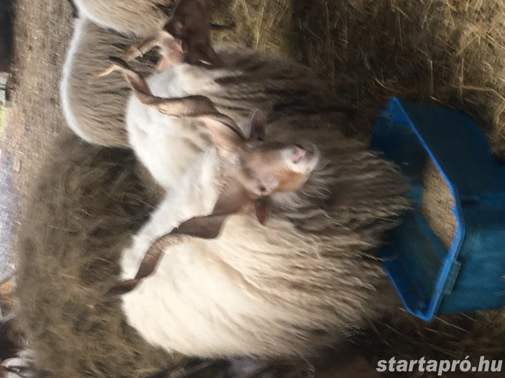 Eladók Hortobágyi Fehérracka Birkák!