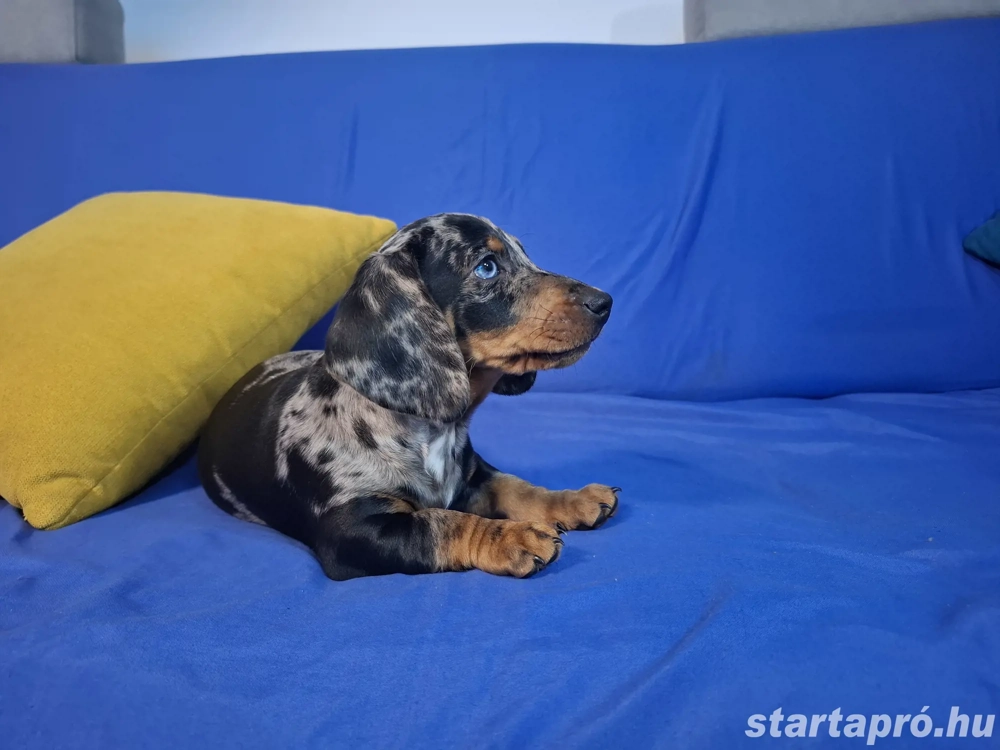 ELADÓ Törpe Tacskó Kiskutyák