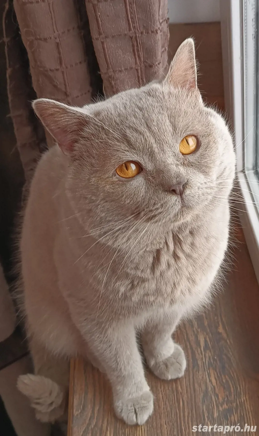 Brit Lila Kandúr eladó