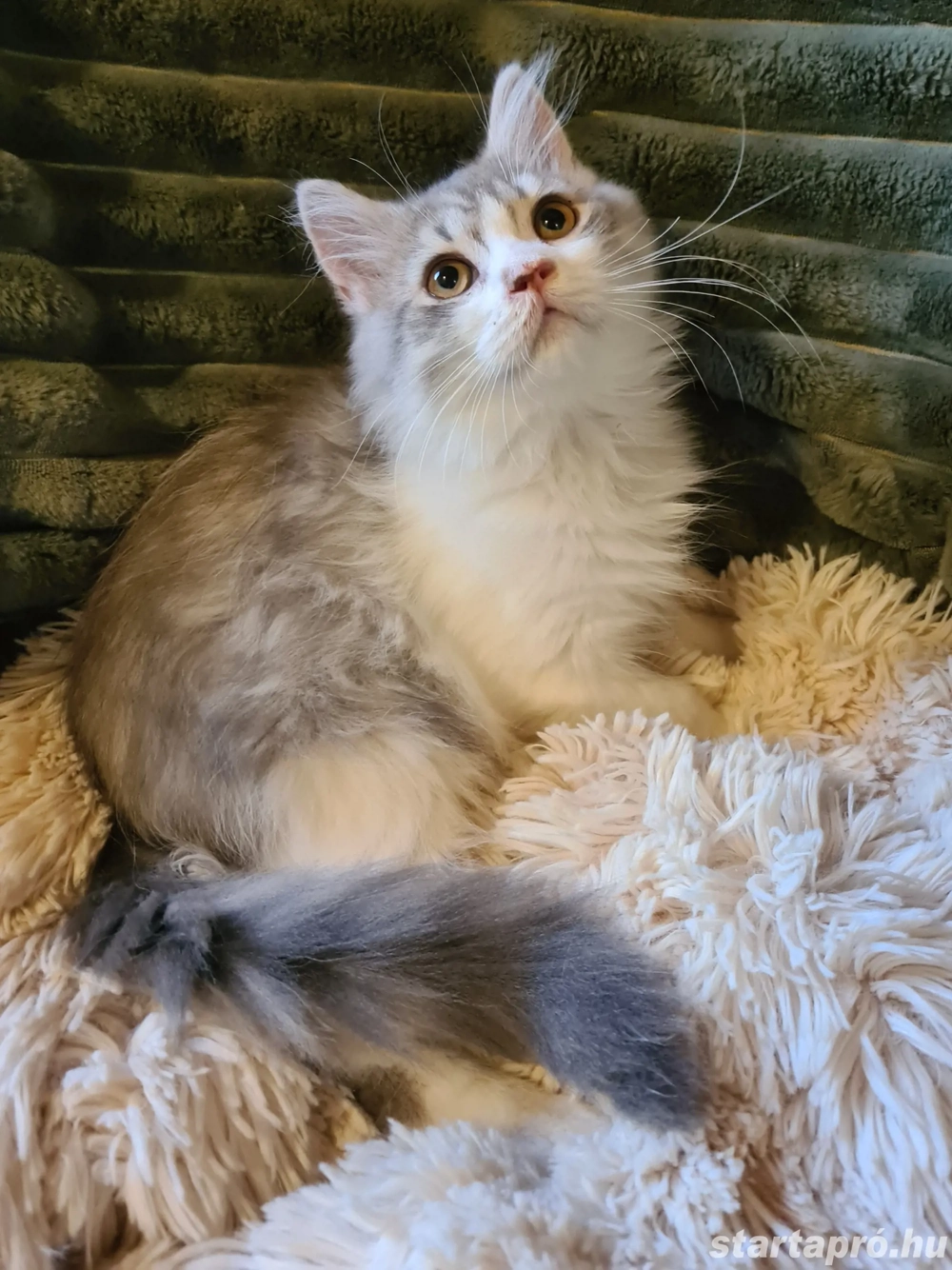 Törzskönyvezett szülőktő Brit hosszú szőrű kiskandúr!