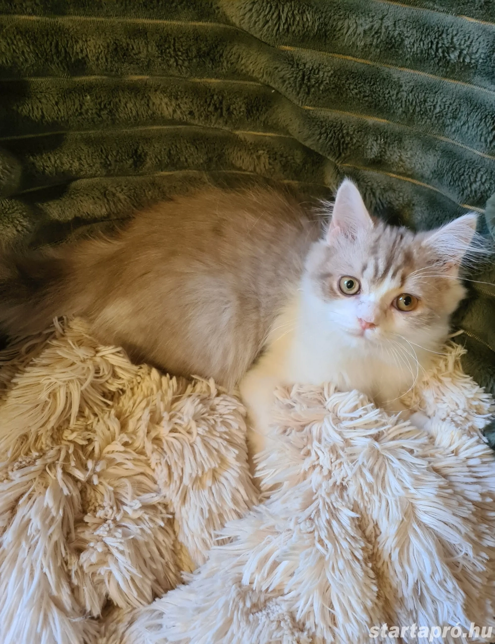 Törzskönyvezett szülőktő Brit hosszú szőrű kiskandúr!