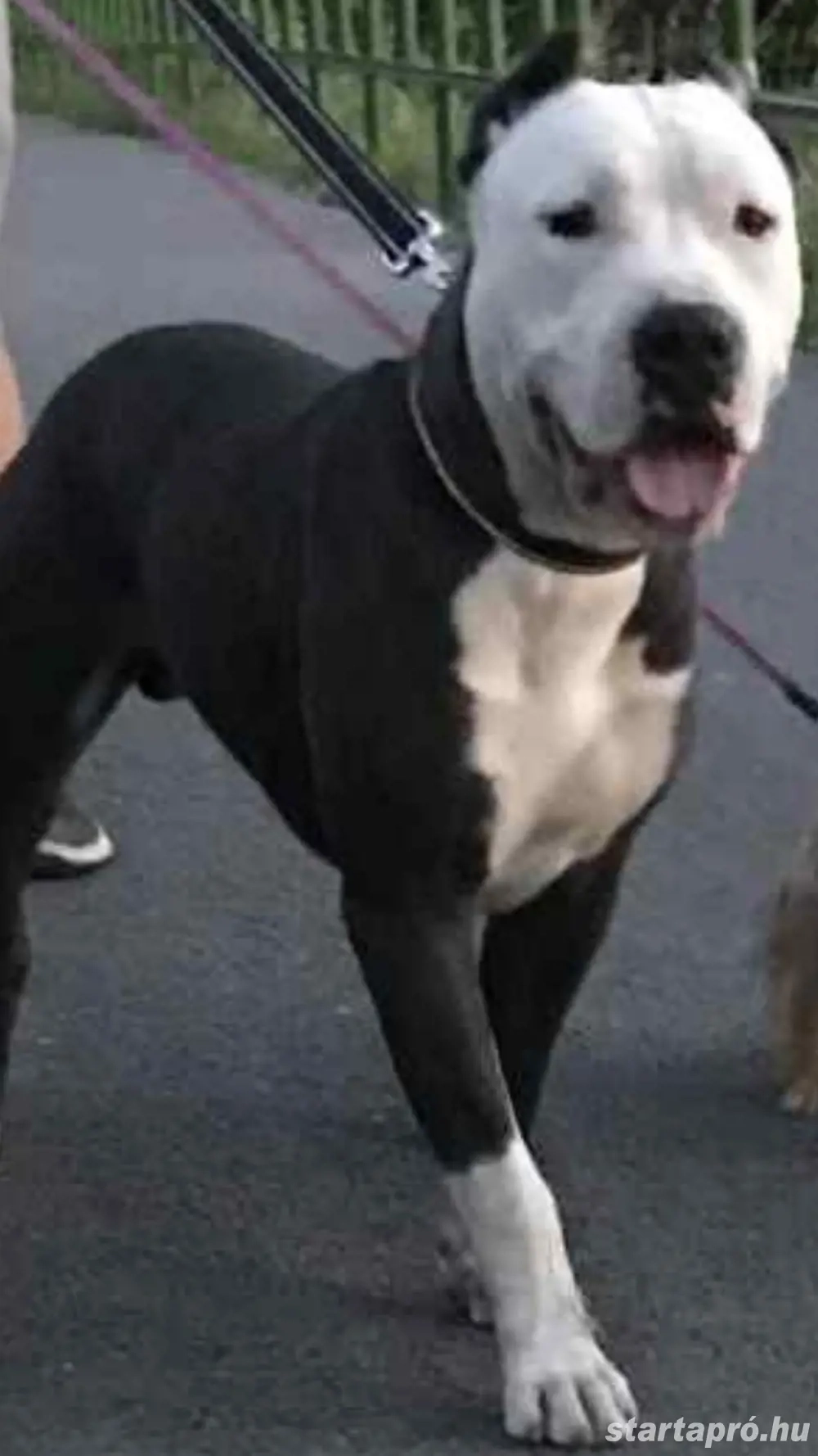 Ingyen elvihető 5-éves stafford