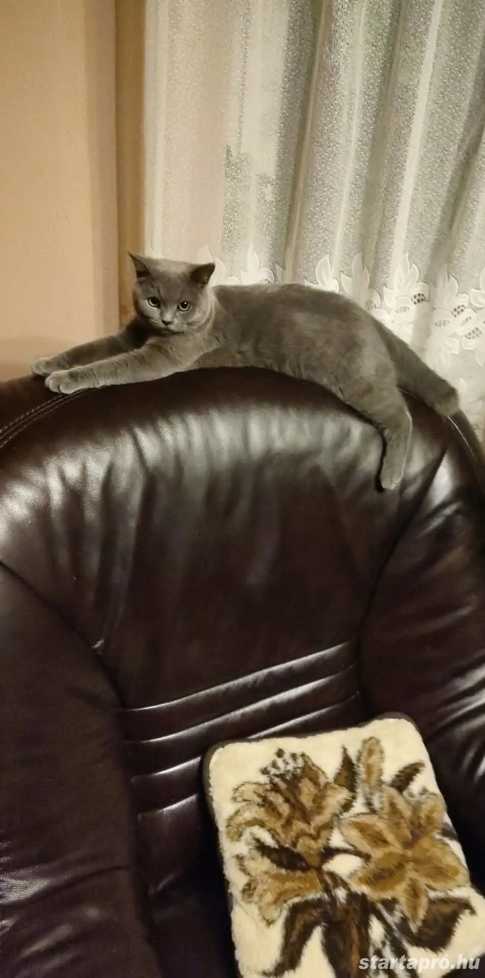 Skót   lló fülü cica eladó 