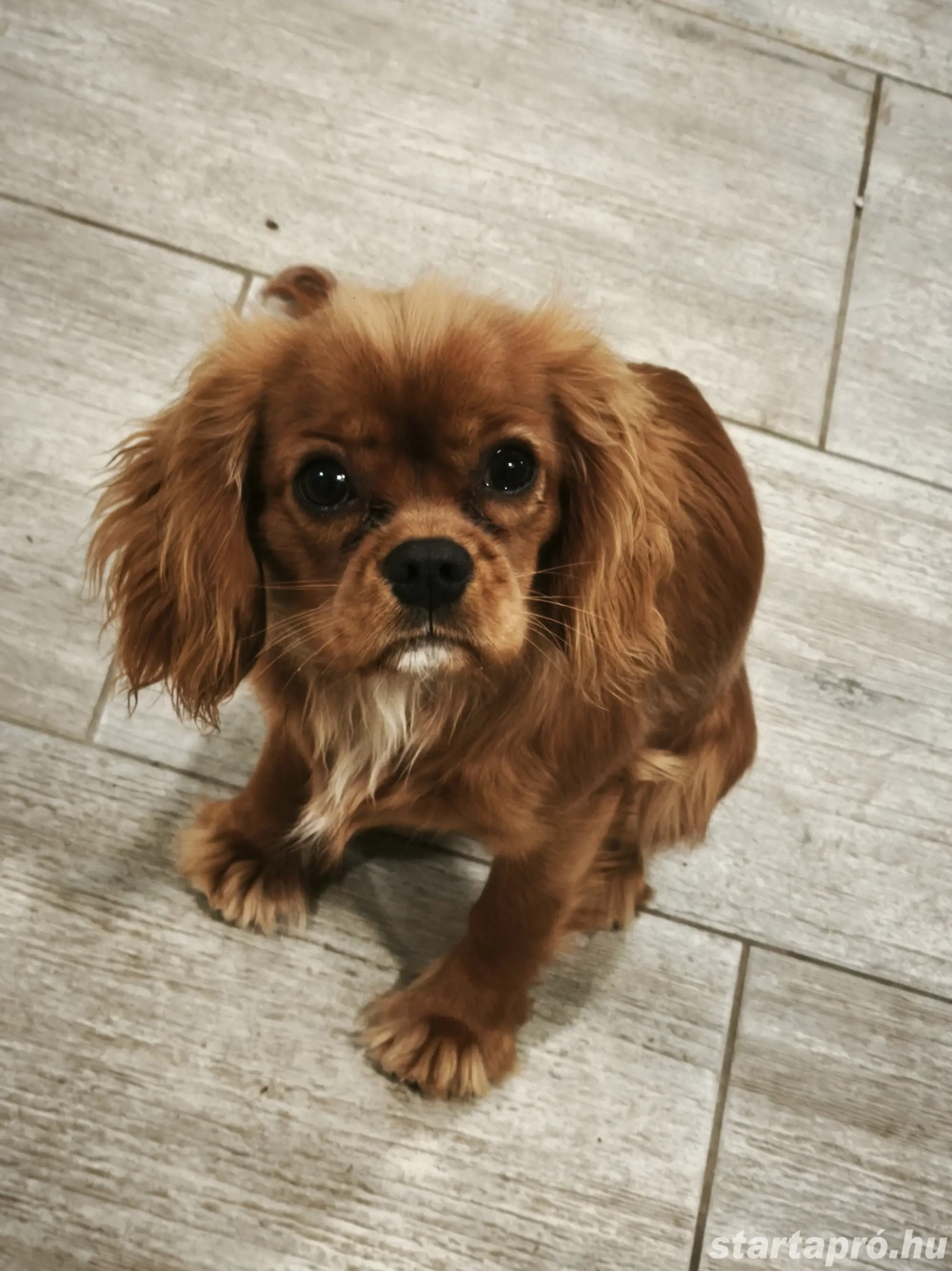 Cavalier king Charles spániel 