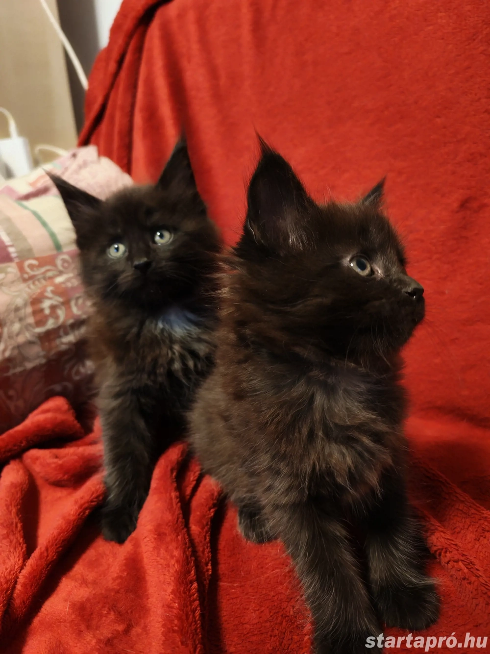 Maine Coon gazdit keres