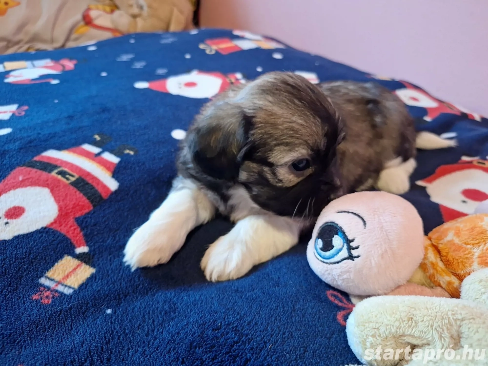 Bishon havanese babák költöznének 