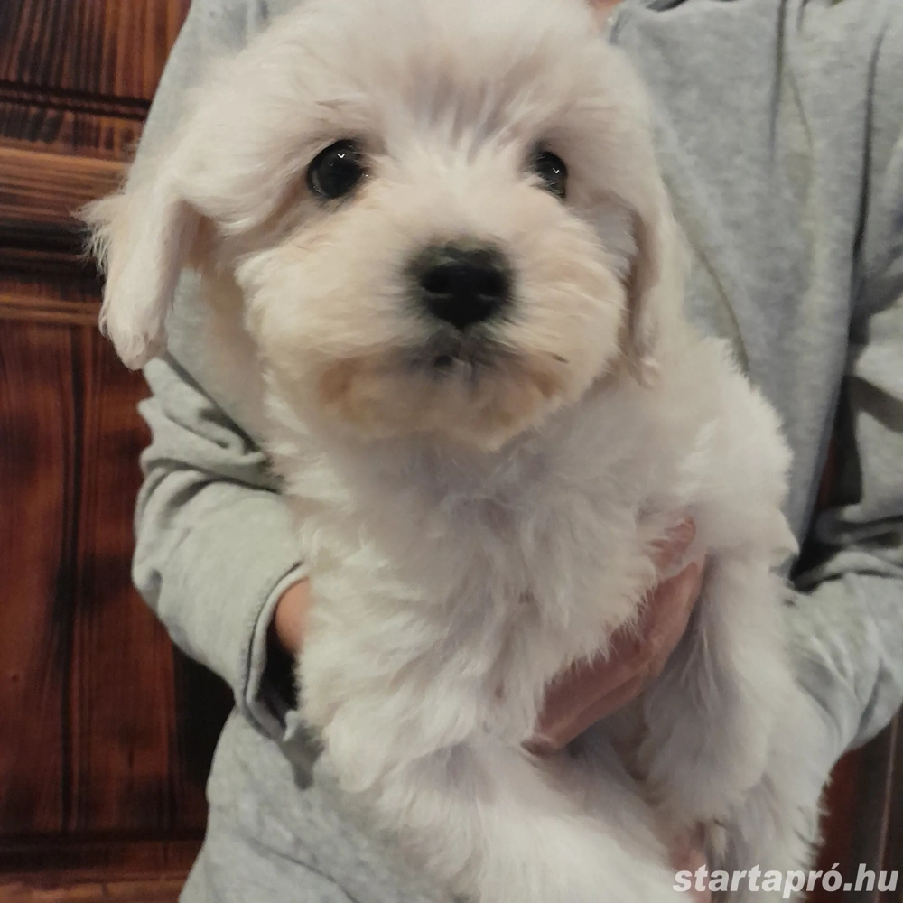 Maltipoo kiskutyák költöznének.