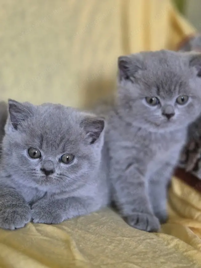 Brit kék rövid szörű gyönyörű cica babák szerető gadikat keresnek!