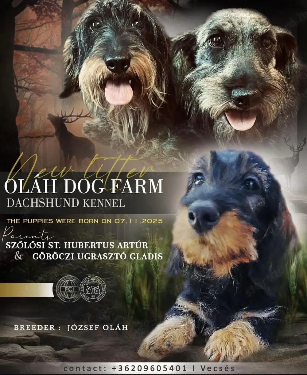 Szálkásszőrű tacskó lány