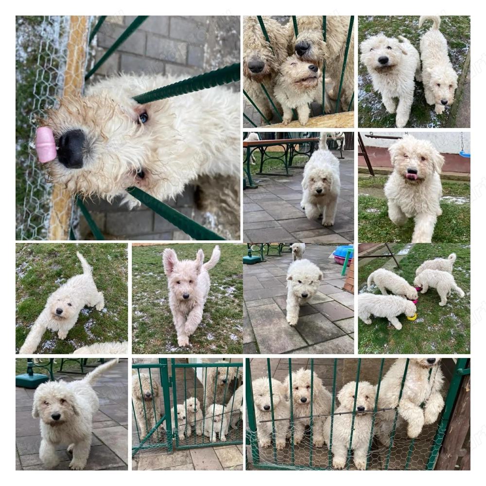 Komondor fajta jellegű szuka kiskutyák