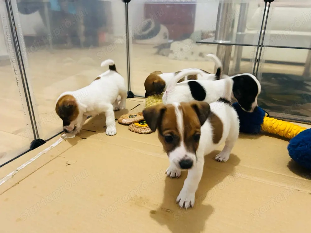 Jackrussell terrier kislány kutyusok