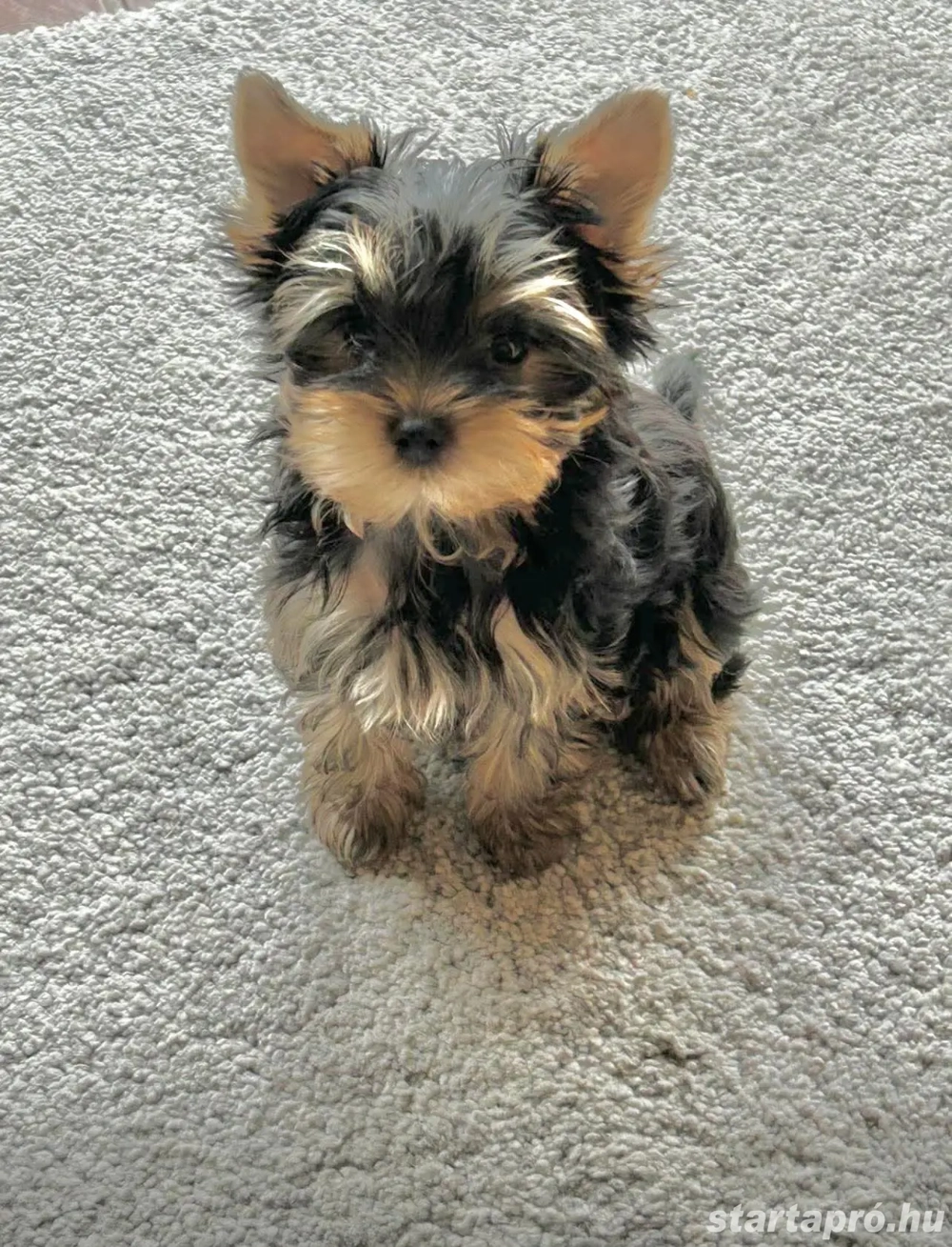 Mini yorkshrie terrier kan kölyök 
