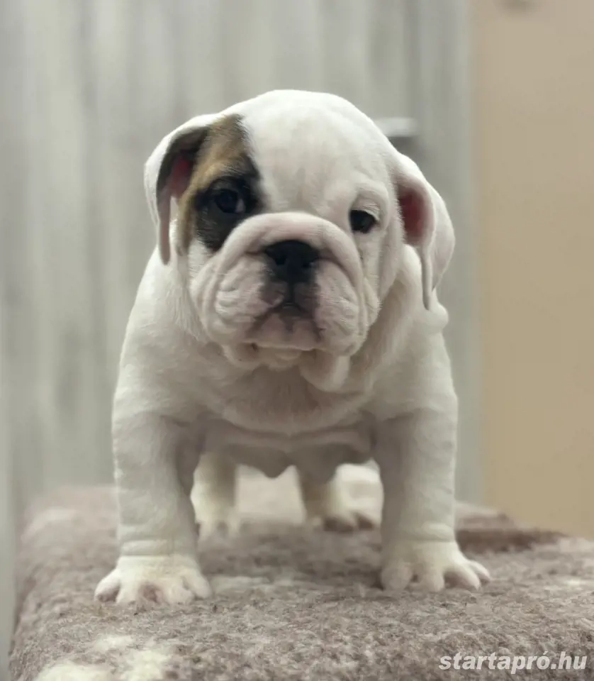 Angol bulldog kiskutyák