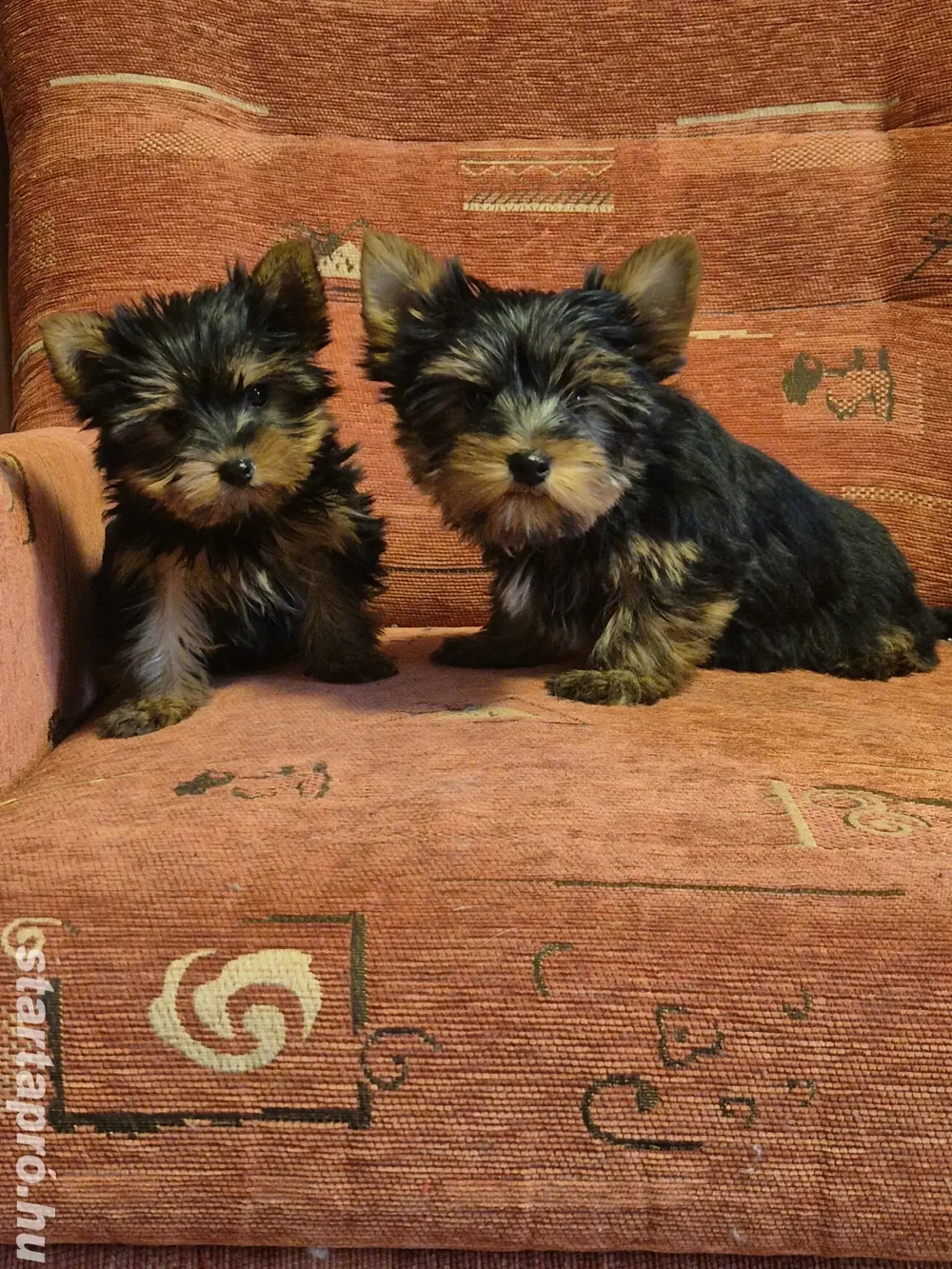 Mini yorki kislány és kisfiú kiskutyák eladók