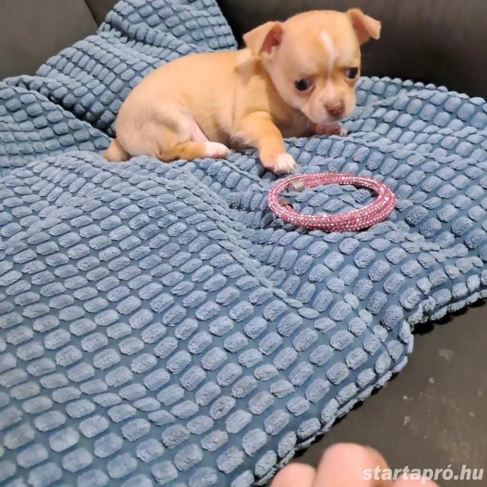 Aprócska csivava kiskutyák