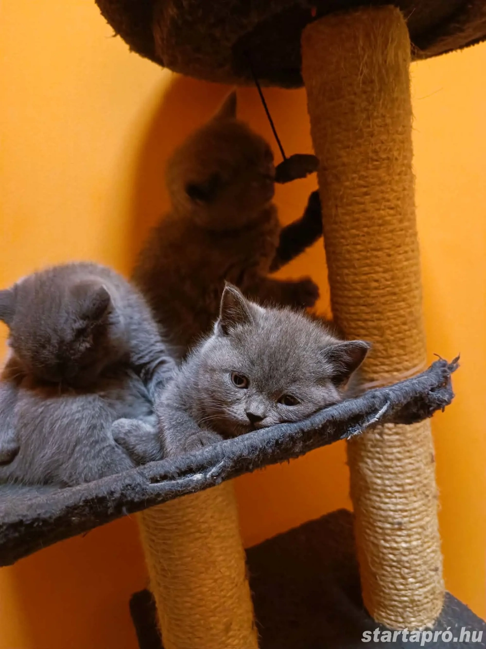 Gyönyörű kék brit rövidszőrű kiscicák!! 