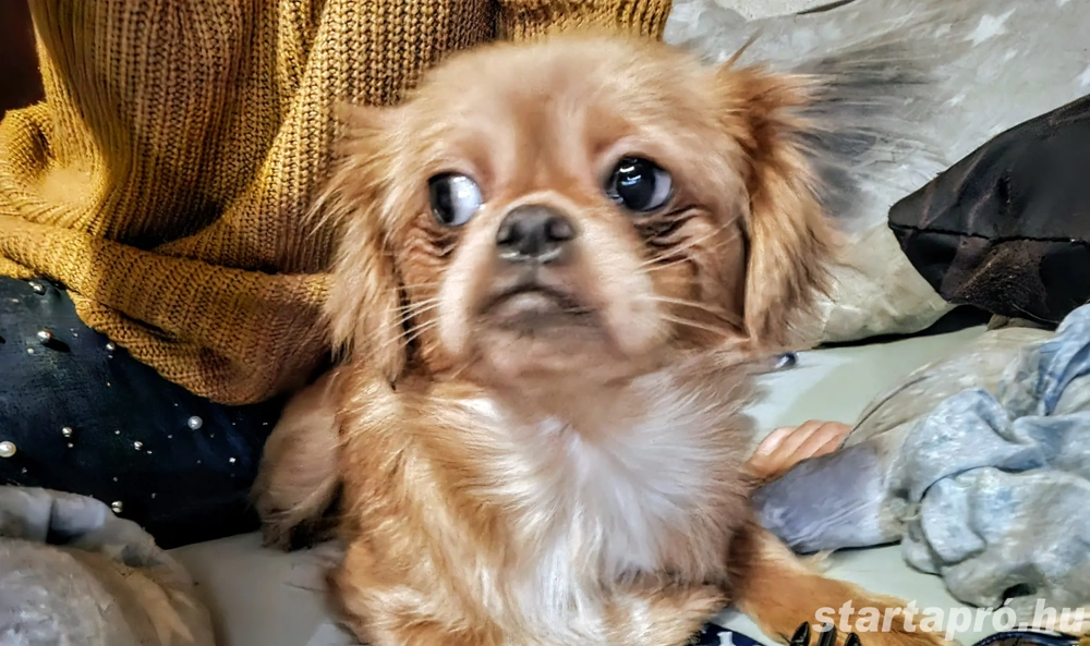 Tibeti spániel fajta jellegű 