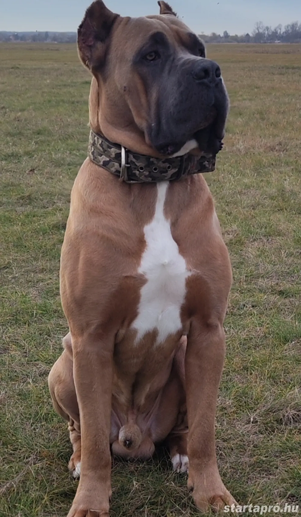Cane Corso kiskutyák 