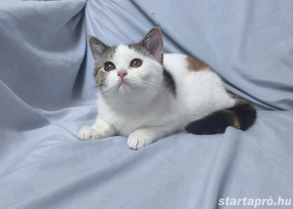 Brit rövid szőrű kislány eladó 