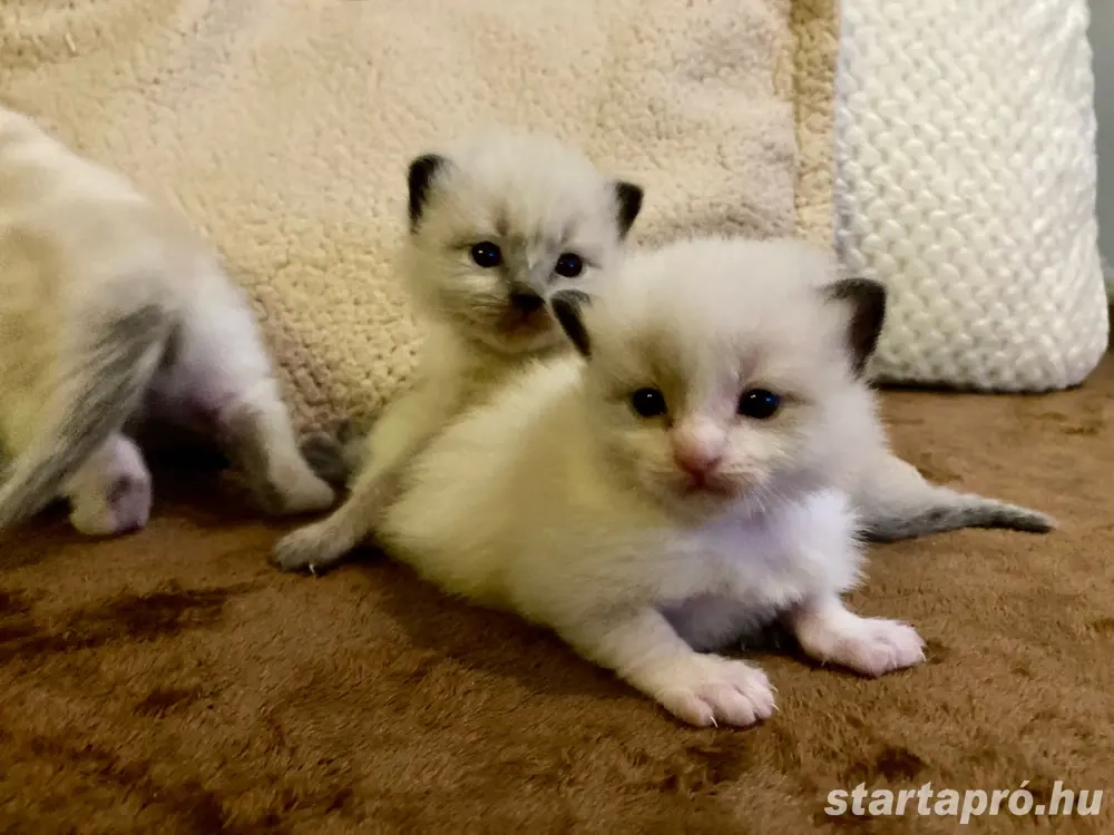Ragdoll babák