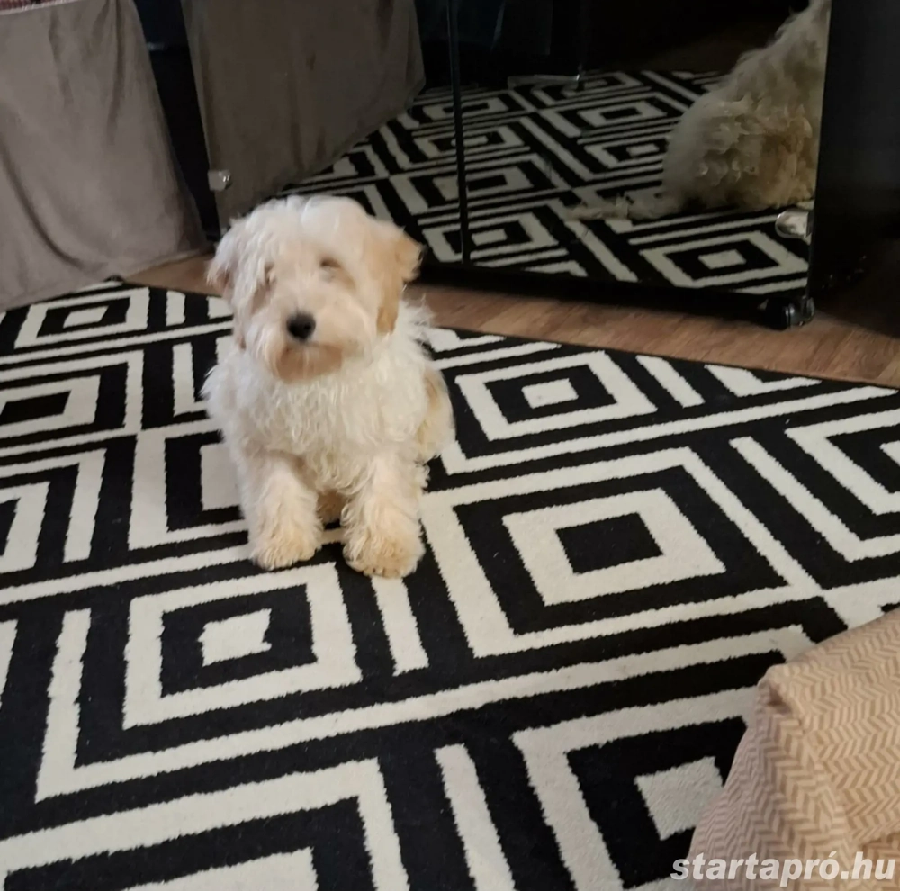 Maltipoo fajta jellegű kan kutya útlevéllel 