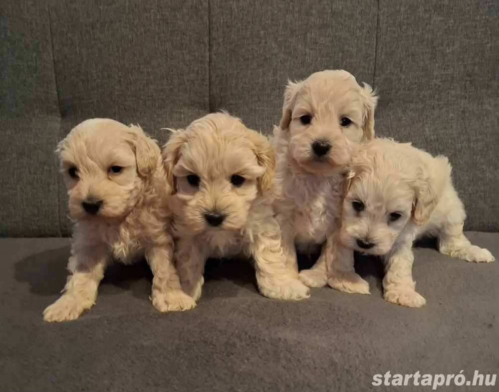 Maltipoo kan kiskutyák foglalhatóak