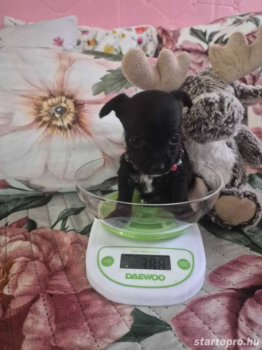 Extra mini fél hosszú szörü csivava 