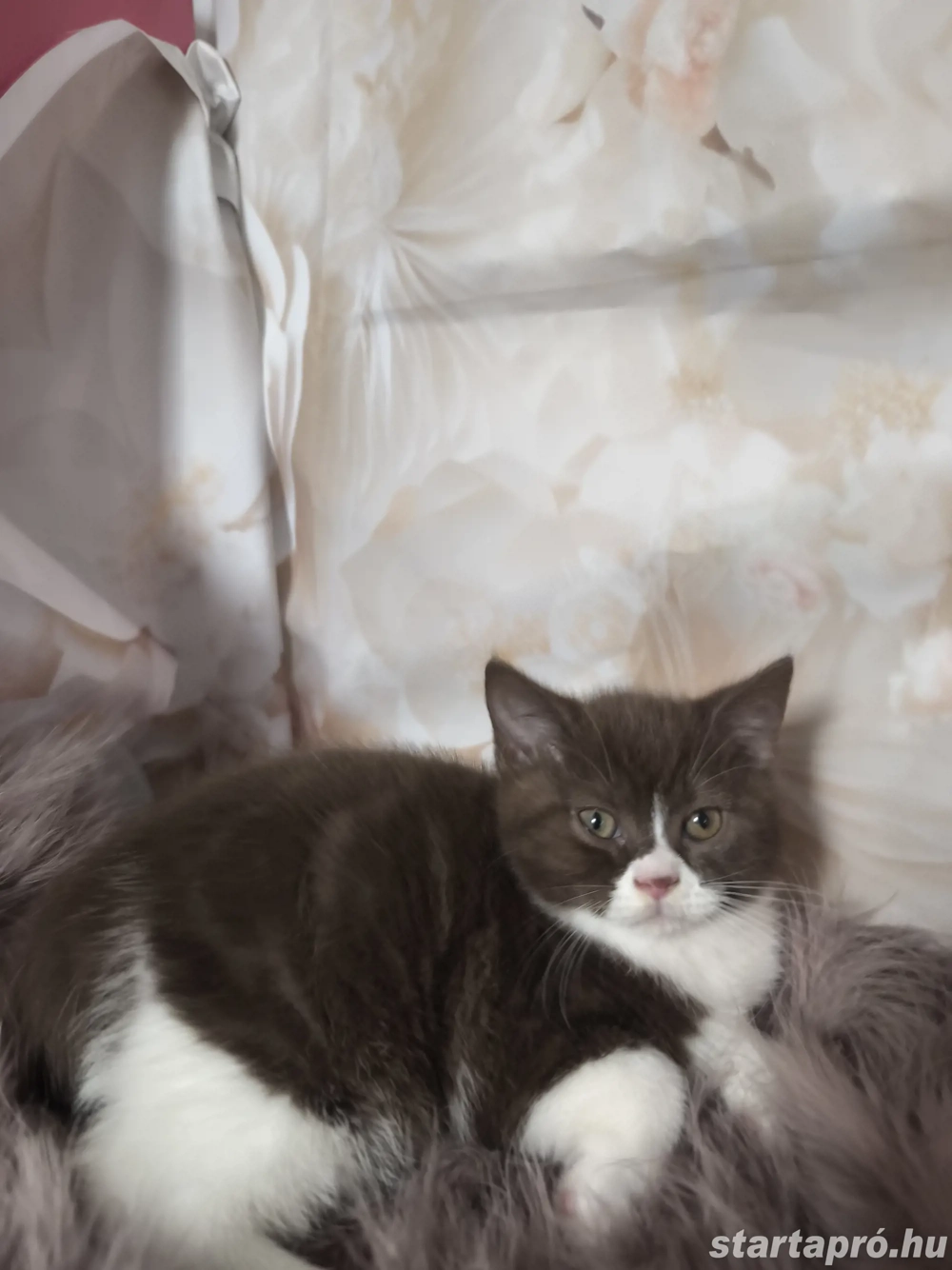 Brit csokoládé bicolour kiskandúrt eladó 