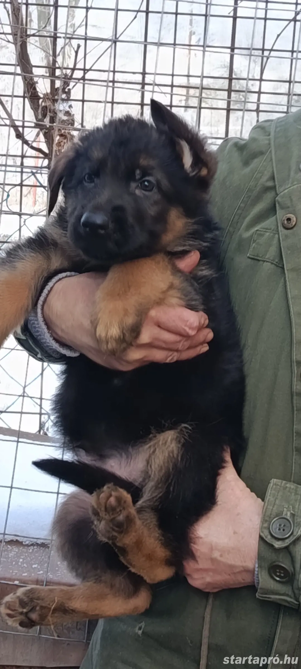 Németjuhász kiskutyák Torzskonyves szülőktől Tk nélkül 