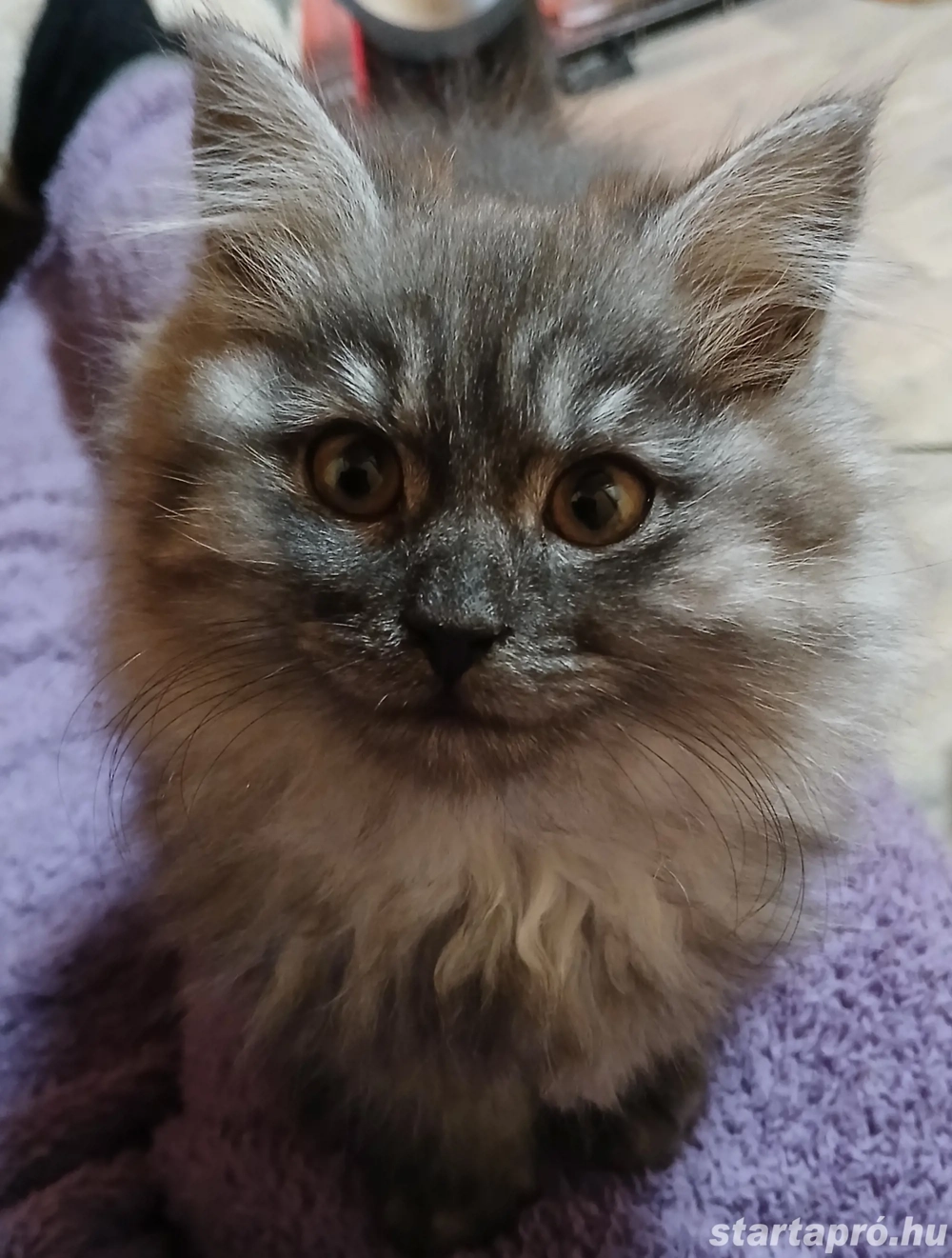 Maine coon fekete füst