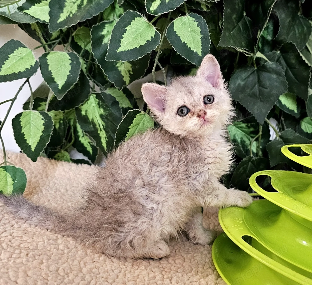 Eladó Selkirk Rex göndör szőrű cica baba.