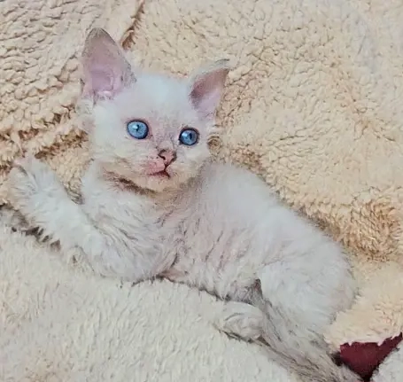  Selkirk Rex göndör szőrű cica babák foglalhatóak.