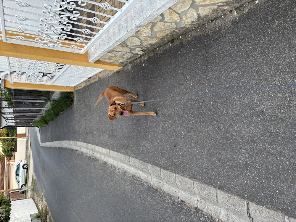 Magyar vizsla jellegű 