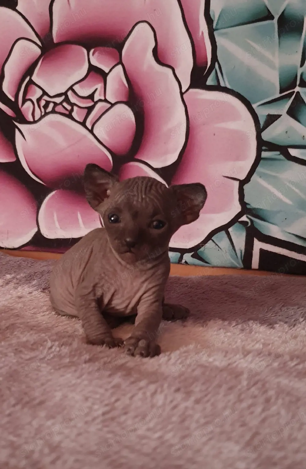 Szfinx kismacska eladó