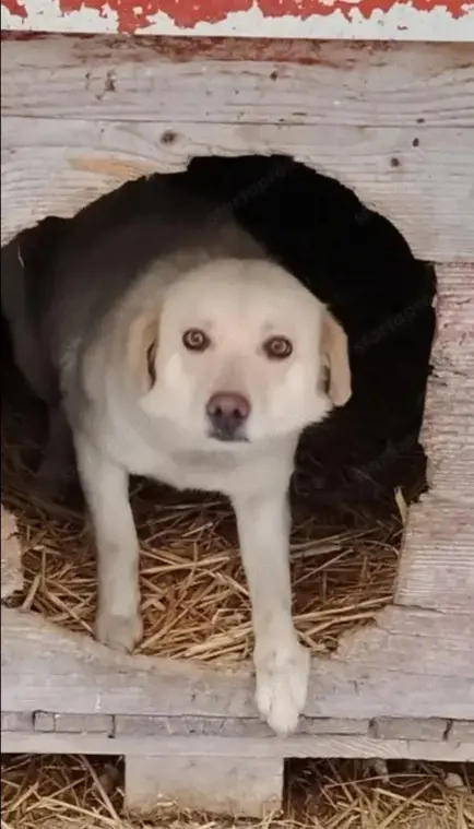 Jászladányi gyepmesteri telep gazdakeresői sos