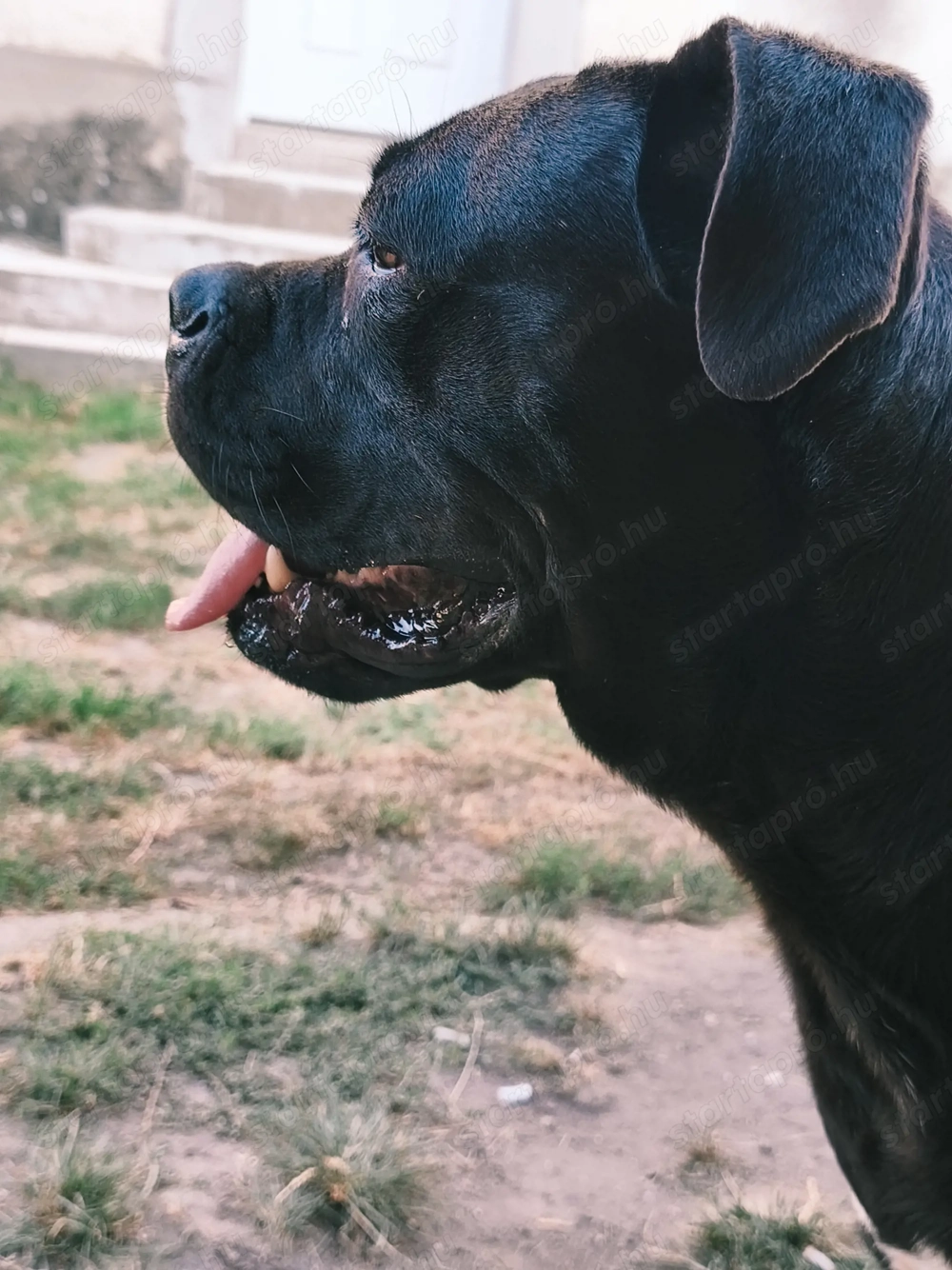 Cane corsok gazdisodnának 