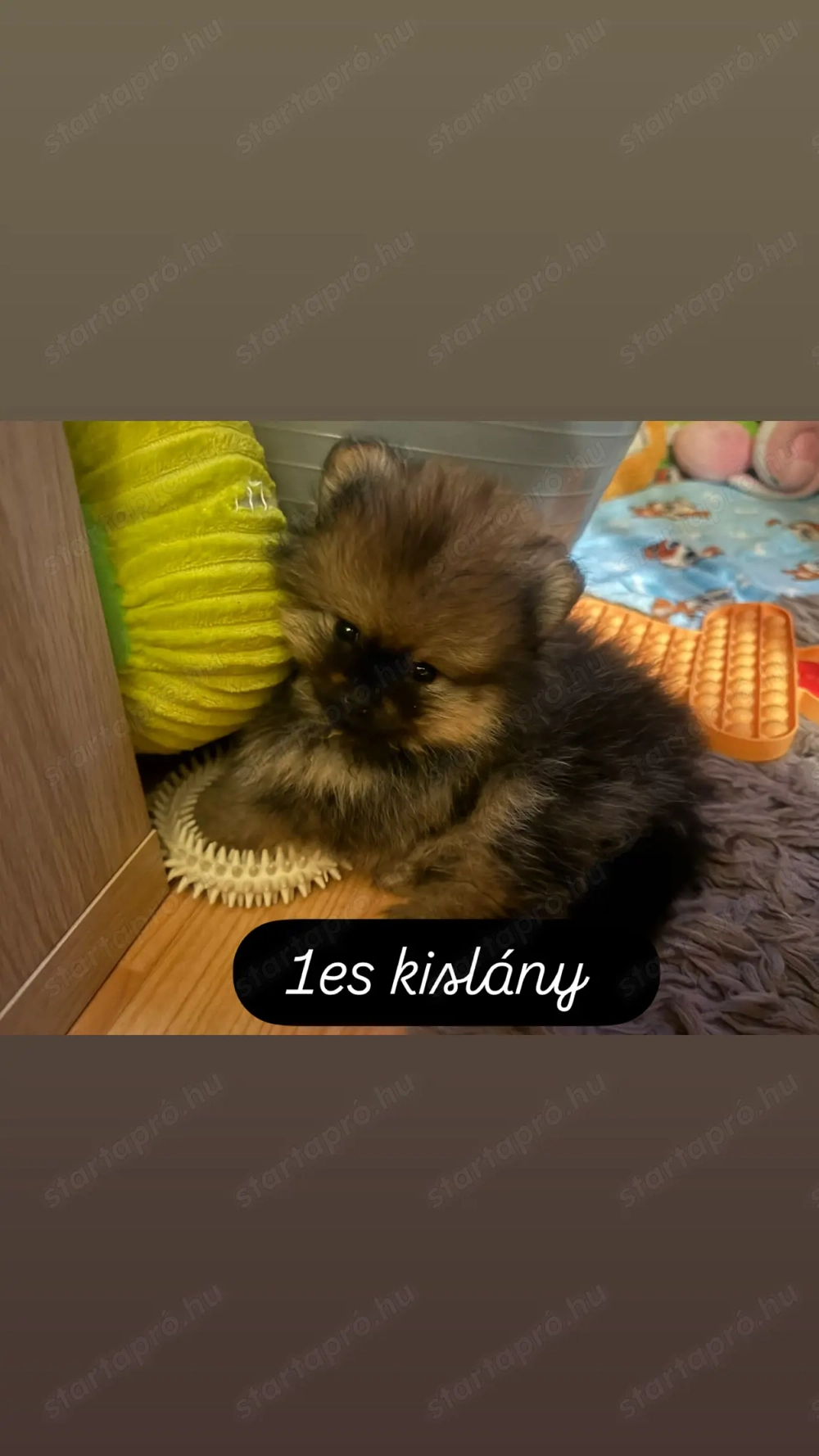 Törpe spicc kiskutya :) 