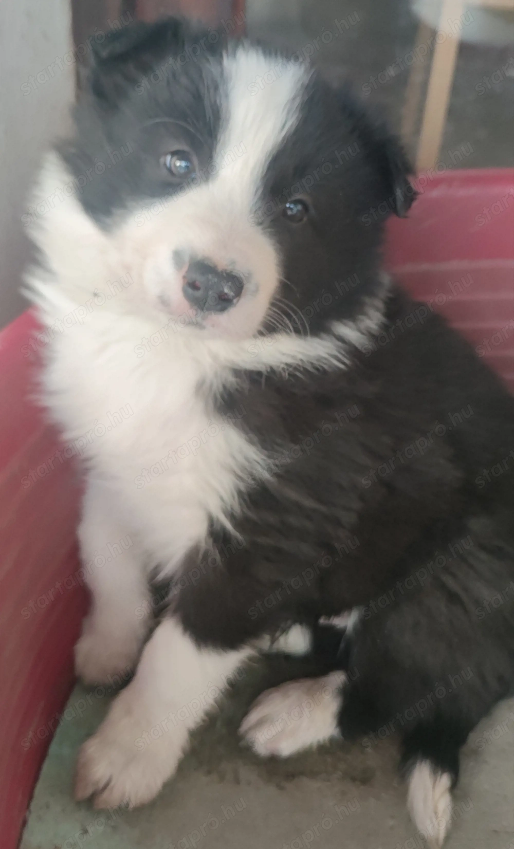  Bordel Collie kan kiskutyusok.