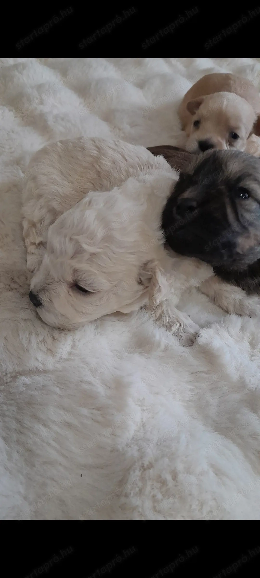 Havapoo kiskutyák költöznének