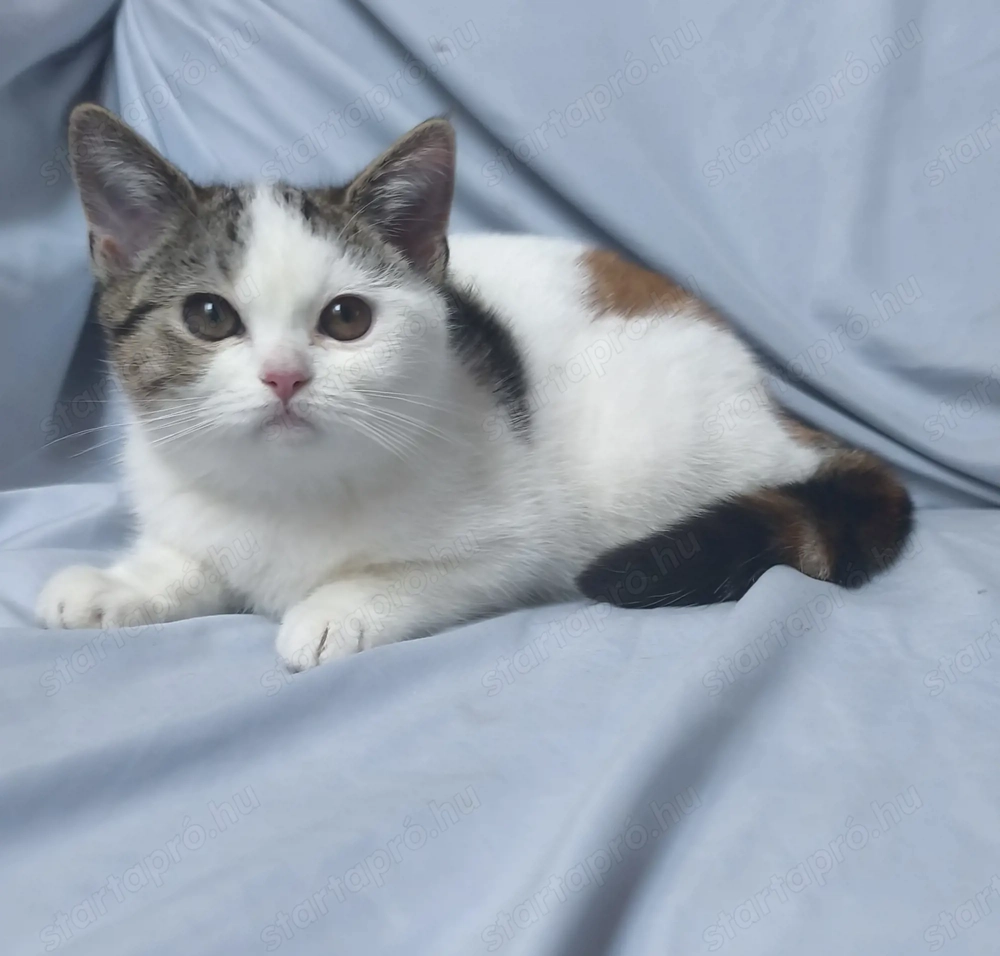 Brit rövid szőrű kislány 