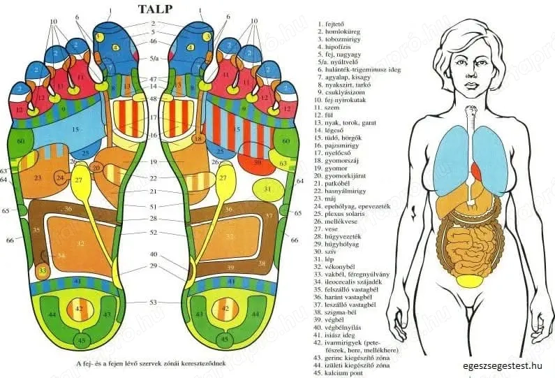 60 perces lábmasszázs + 30 perc talpmasszázs fáradt, fájó lábaknak